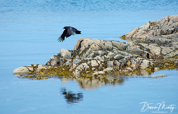 Crow, Little Harbour, Newfoundland, Canada