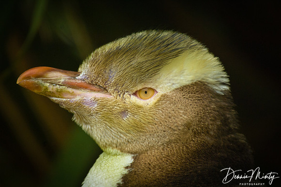 Yellow-eyed Penguin (Megadyptes antipodes), Otago Peninsula, New Zealand
