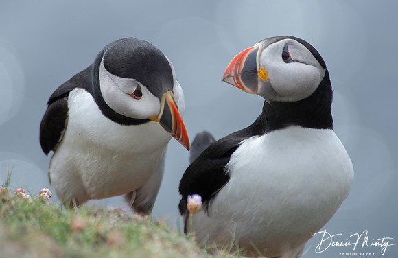 Atlantic Puffins, Fair Isle, Scotland