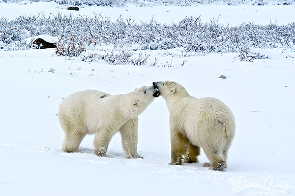 Polar Bear, Churchill, Manitoba
