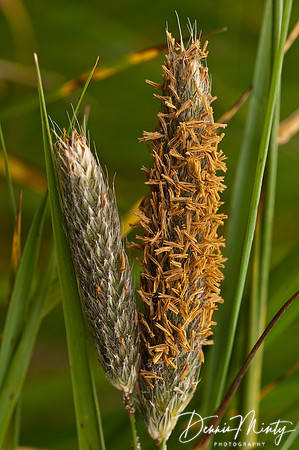 Timothy Grass (Phleum pratense), Newfoundland, Canada
