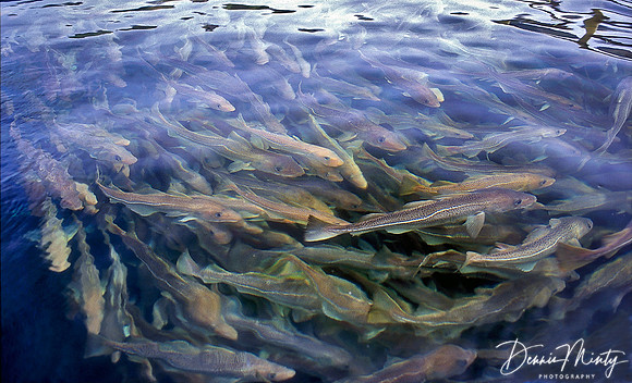 Schooling Codfish, Newfoundland, Canada