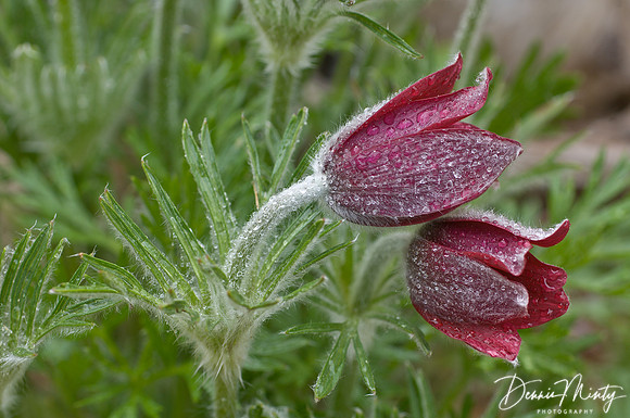 Pasque flower (Pulsatilla vulgaris), Clarke's Beach, Newfoundland, Canada