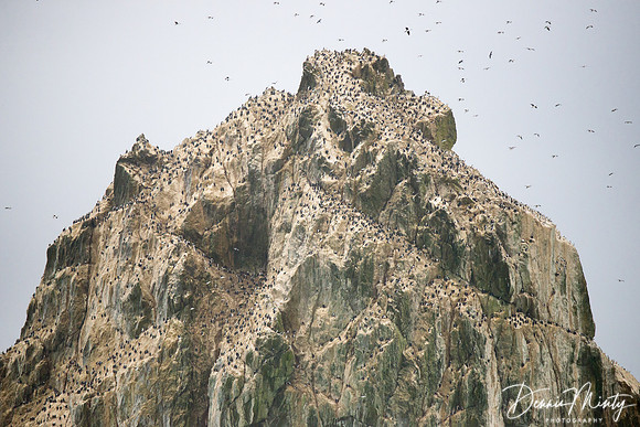 Shag Rocks, Southern Ocean
