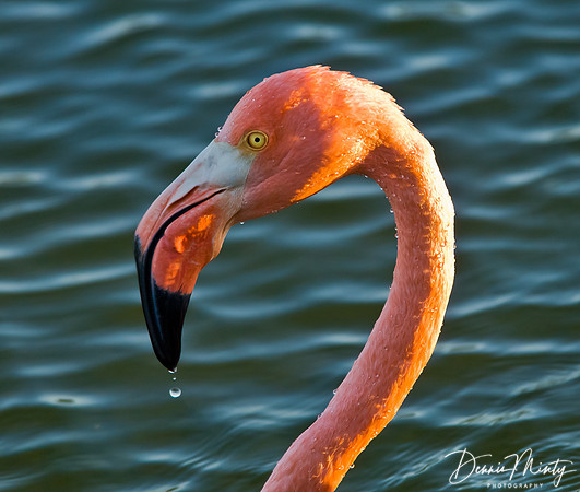 Flamingo, Southern Isabella Island