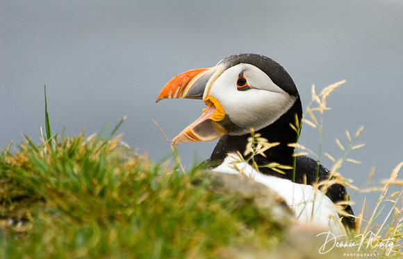 Atlantic Puffin (Fratercula arctica), Maberly, Newfoundland, Canada