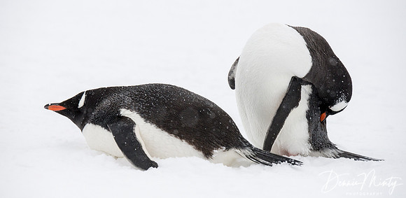 Gentoo Penguins (Pygoscelis papua), Cuverville Island, Antarctica