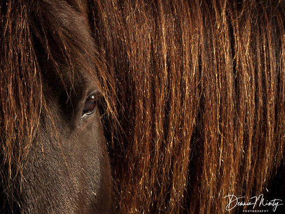 Gala, Canadian Horse, Clarke's Beach, Newfoundland