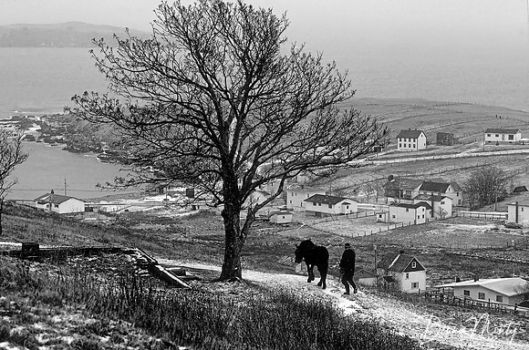 Man and Horse, Carbonear, Newfoundland, Canada