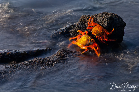 Sally Lightfoot Crabs, Fernandina Island