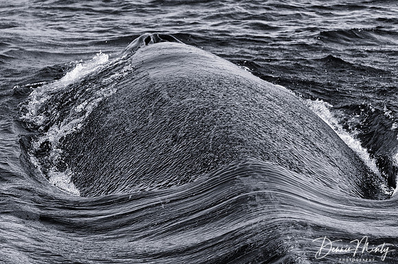 Humpback Whale, Bay Bulls, Newfoundland, Canada