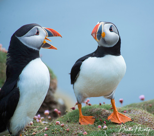 Atlantic Puffins, Fair Isle, Scotland