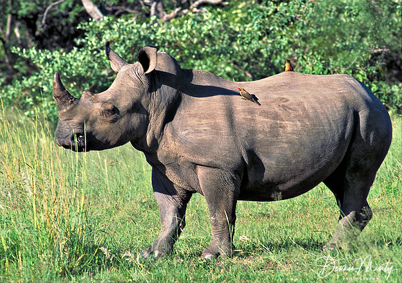 White Rhino, Zimbabwe
