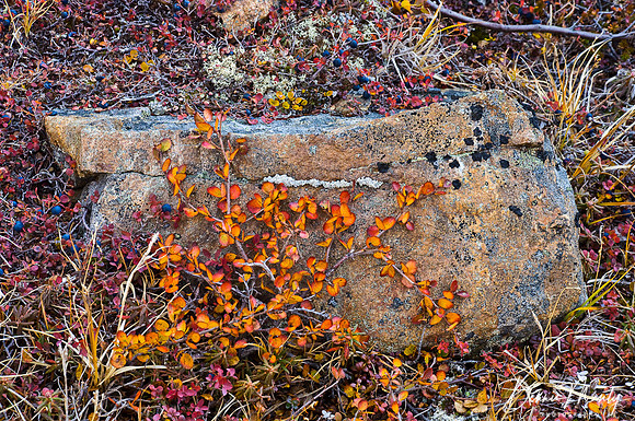 Tundra Colour, Nachvak Fjord, Labrador, Canada