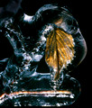 Leaf in Ice, Newfoundland, Canada
