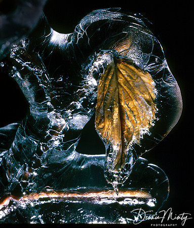 Leaf in Ice, Newfoundland, Canada