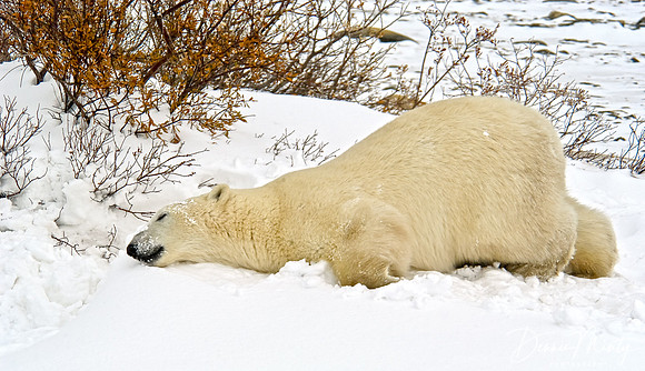 Polar Bear, Churchill, Manitoba