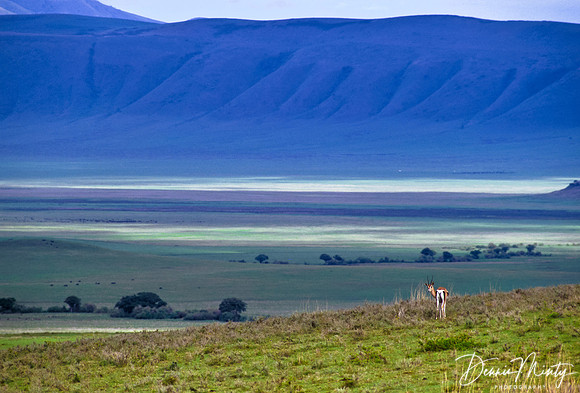 Thompson's gazelle, Ngorongoro Crater, Tanzania
