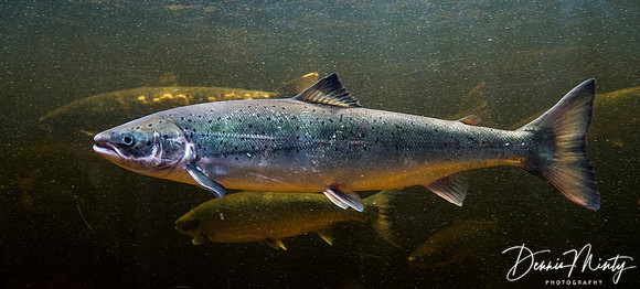 Salmon, Torrent River, Newfoundland, Canada