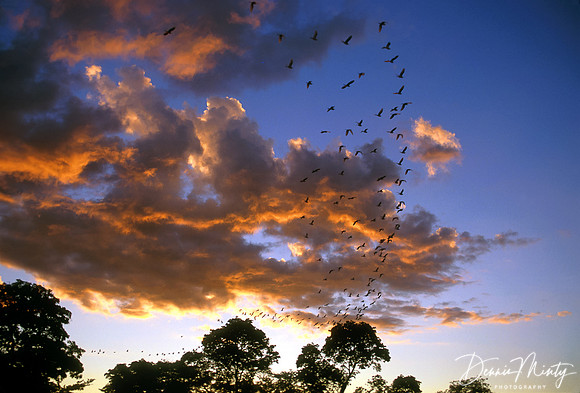 Egrets Flying to Roost, Namibia