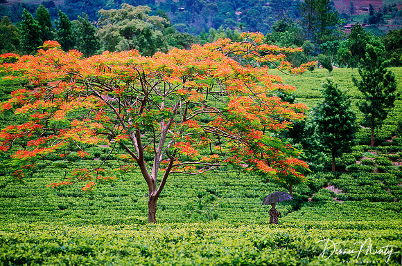 Tea Plantation, Malawi, Africa