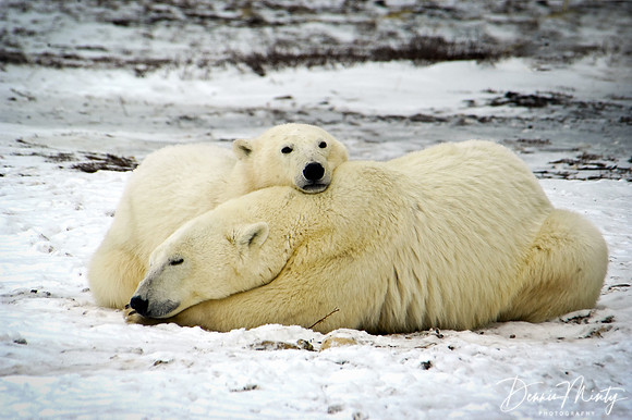 Polar Bear, Churchill, Manitoba