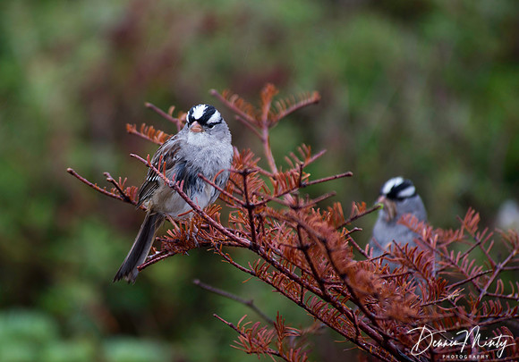 White-crowned Sparrow, Goose Cove, Newfoundland, Canada