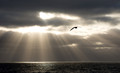 Southern Giant Petrel, Scotia Sea