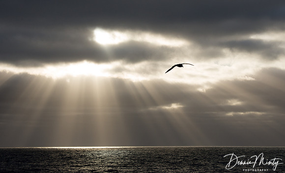 Southern Giant Petrel, Scotia Sea