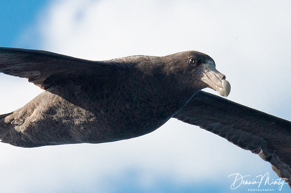 Southern Giant Petrel, Scotia Sea