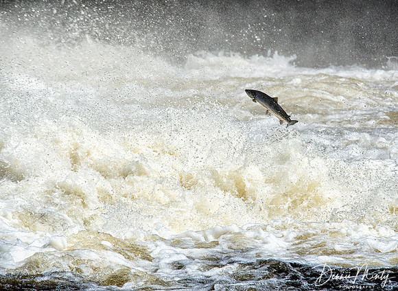 Salmon, Torrent River, Newfoundland, Canada