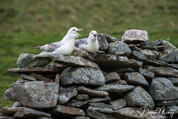 Northern Fulmar, Mousa, Shetland, Scotland