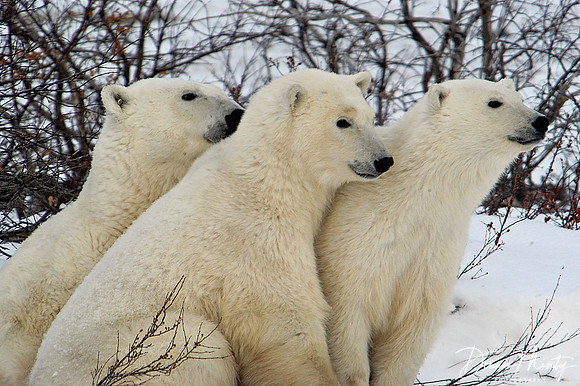 Mother and Cubs, Polar Bears (Ursus maritimus) Churchill, Manitoba, Canada