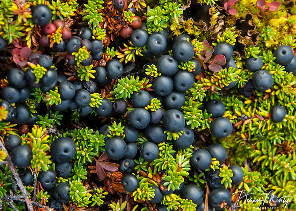Crowberries, Kangamuit