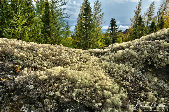Caribou Lichen, George River