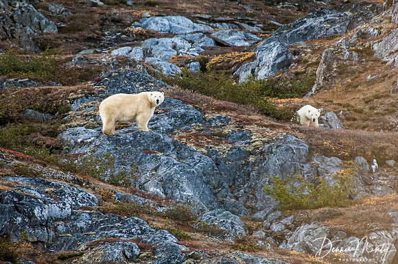 Polar Bear, Ramah Bay, Torngat Mountains National Park