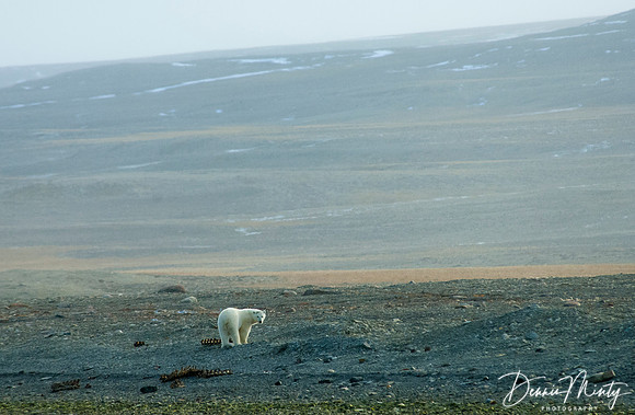 Conningham Bay, Nunavut, Canada. Beluga whales occasionally get stranded in the shallow inlet and fall prey to polar bears. Beluga carcasses are visible in the background.