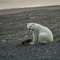 Conningham Bay, Nunavut, Canada. Beluga whales occasionally get stranded in the shallow inlet and fall prey to polar bears. Beluga carcasses are visible in the background.