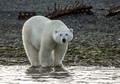 Conningham Bay, Nunavut, Canada. Beluga whales occasionally get stranded in the shallow inlet and fall prey to polar bears. Beluga carcasses are visible in the background.