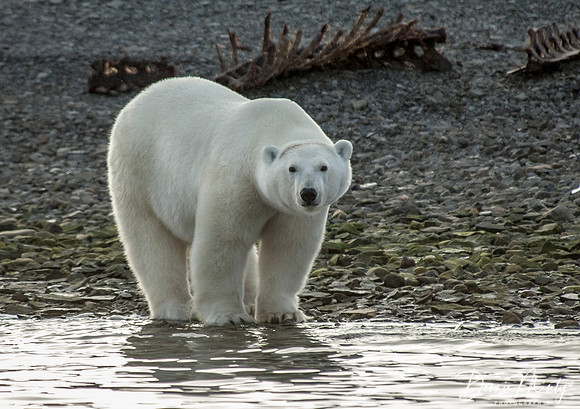 Conningham Bay, Nunavut, Canada. Beluga whales occasionally get stranded in the shallow inlet and fall prey to polar bears. Beluga carcasses are visible in the background.