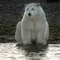 Conningham Bay, Nunavut, Canada. Beluga whales occasionally get stranded in the shallow inlet and fall prey to polar bears.