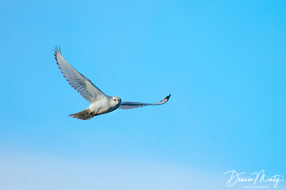 Gyrfalcon, Prince Leopold Island, Nunavut, Canadian Arctic