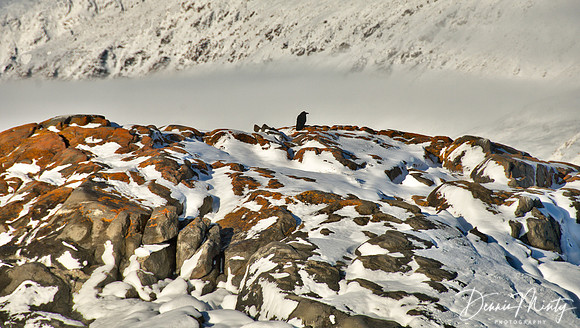 Raven, Skraeling Island, Ellesmere Island, Nunavut, Canada