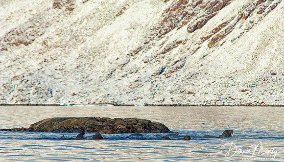 Walrus, Skraeling Island, Ellesmere Island, Nunavut, Canada