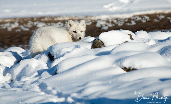 Arctic Fox, Alexandra Fjord, Ellesmere Island, Nunavut, Canada