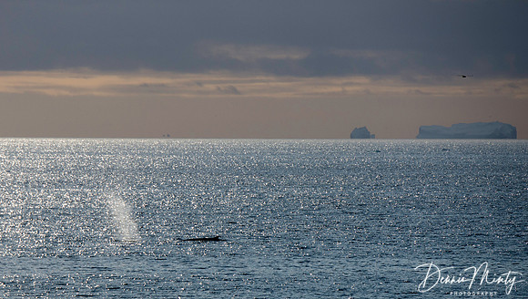 Fin Whales, Leaving Disko Bay