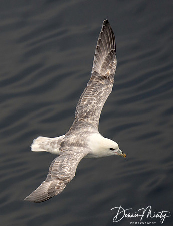 Northern Fulmar