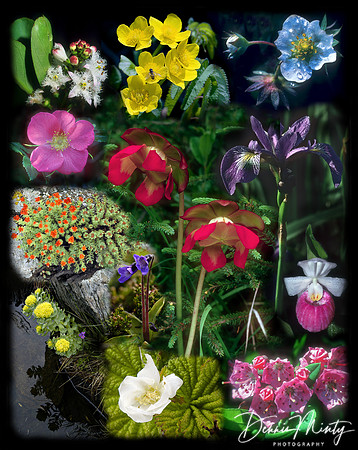 Newfoundland Wildflowers Montage