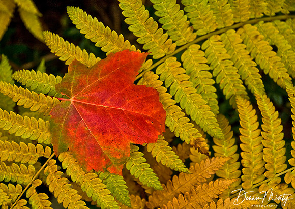 Maple & Fern, Gros Morne National Park, Newfoundland, Canada
