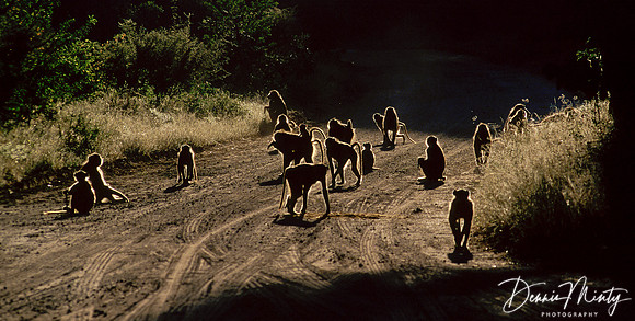 Baboon Troop at Sunrise, Chobe National Park, Botswana